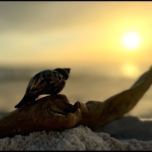 FL TRUE TULIP COLLECTOR SEASHELL SEMI RARE DISPLAY SHELL NAUTICAL DECOR COASTAL - Picture 9 of 12